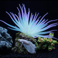 1 Pcs Fluorescent Anemone, Resin Base, Aquarium Decoration