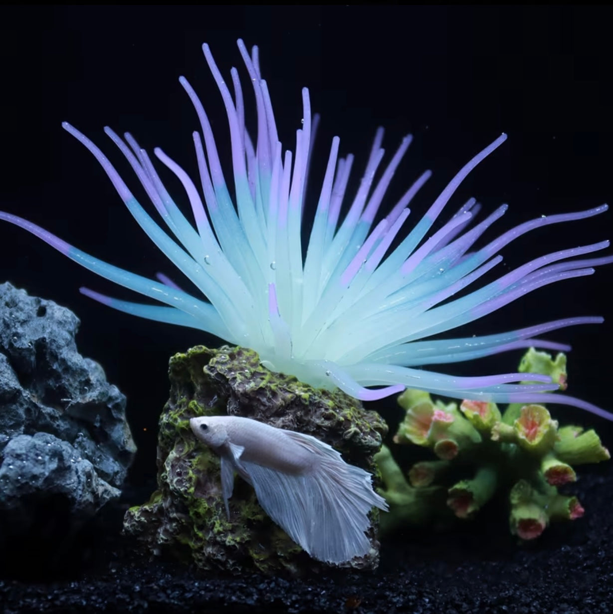 1 Pcs Fluorescent Anemone, Resin Base, Aquarium Decoration