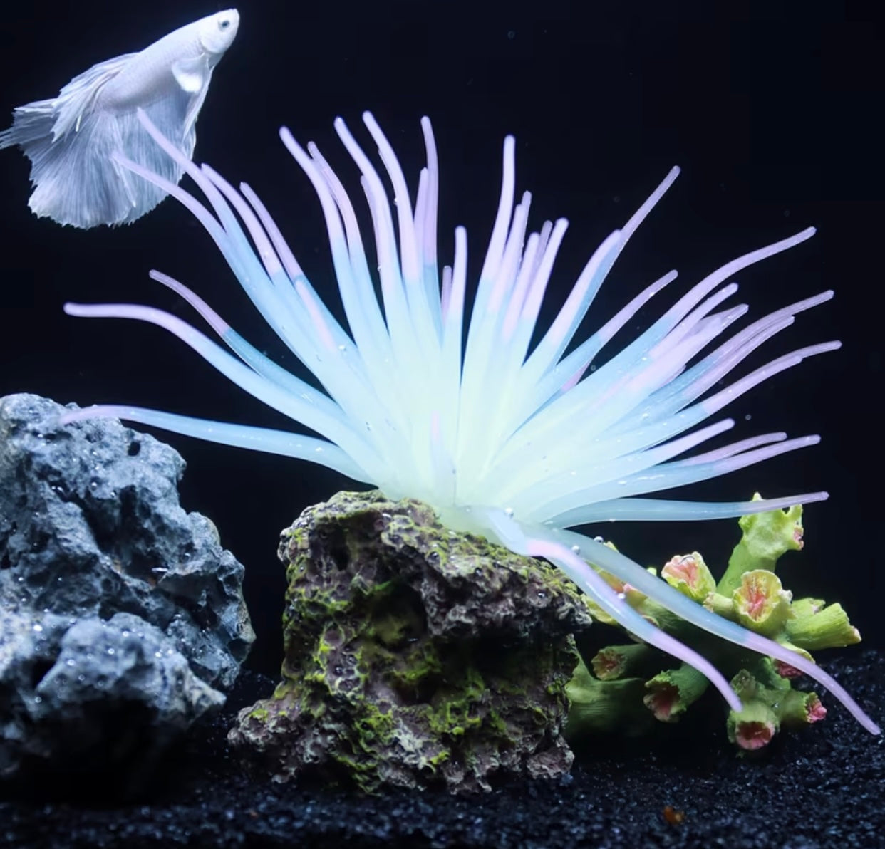 1 Pcs Fluorescent Anemone, Resin Base, Aquarium Decoration