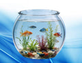 Acuario esférico acrílico de alta transparencia