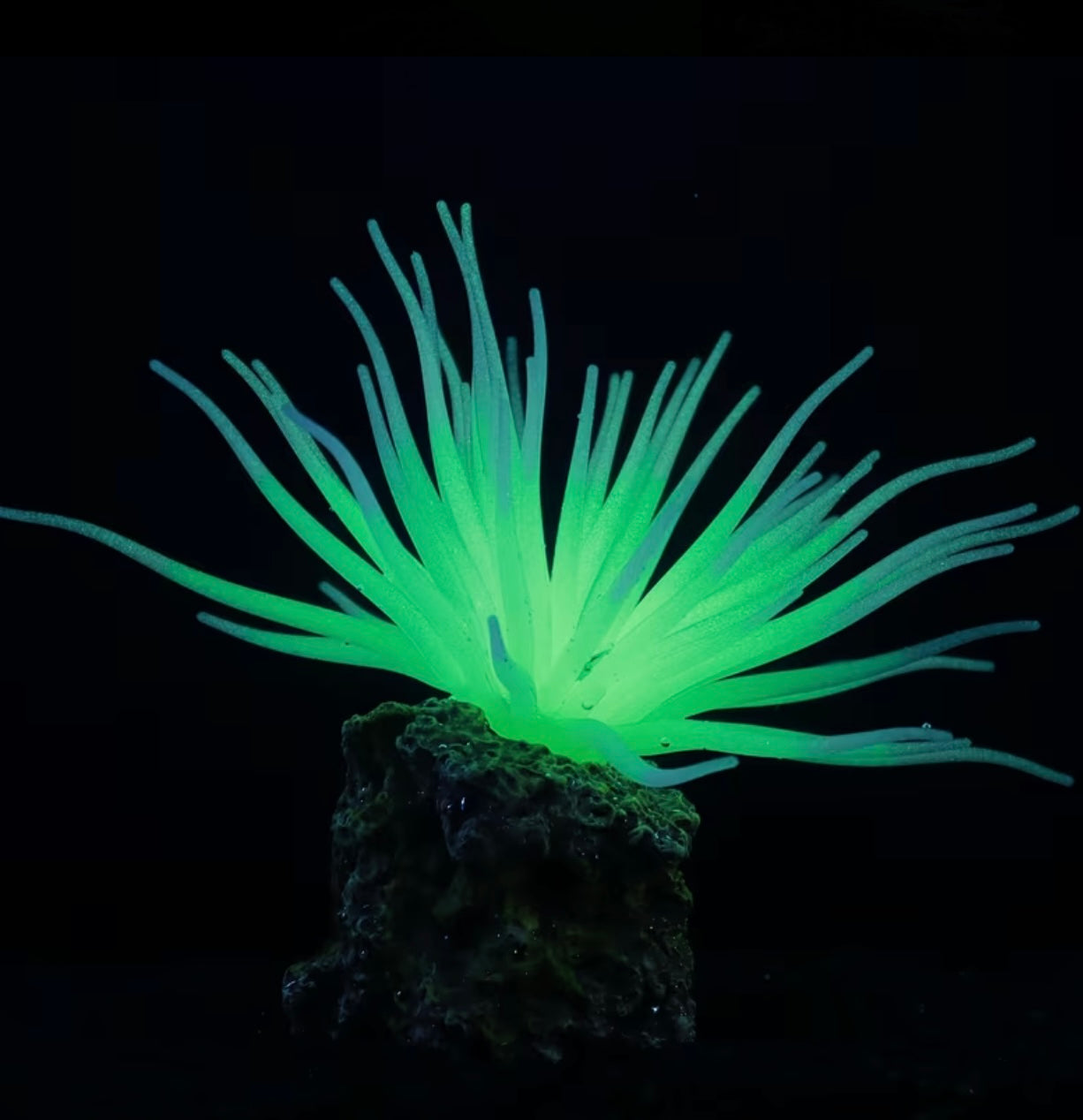 1 Pcs Fluorescent Anemone, Resin Base, Aquarium Decoration