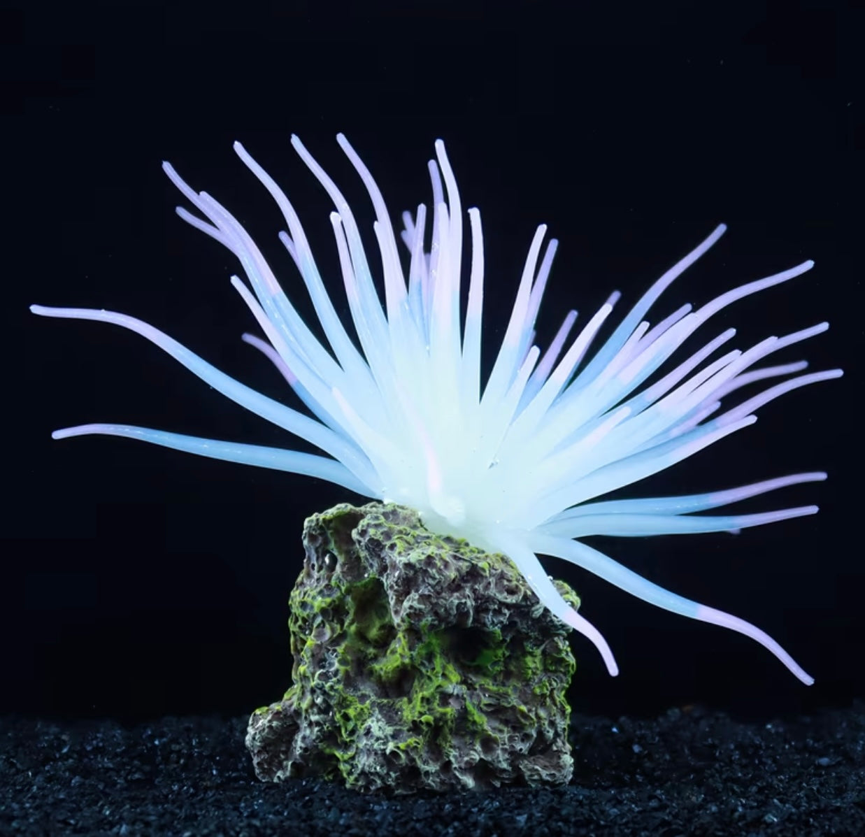 1 Pcs Fluorescent Anemone, Resin Base, Aquarium Decoration