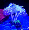 Coral plant-shaped silicone decorations