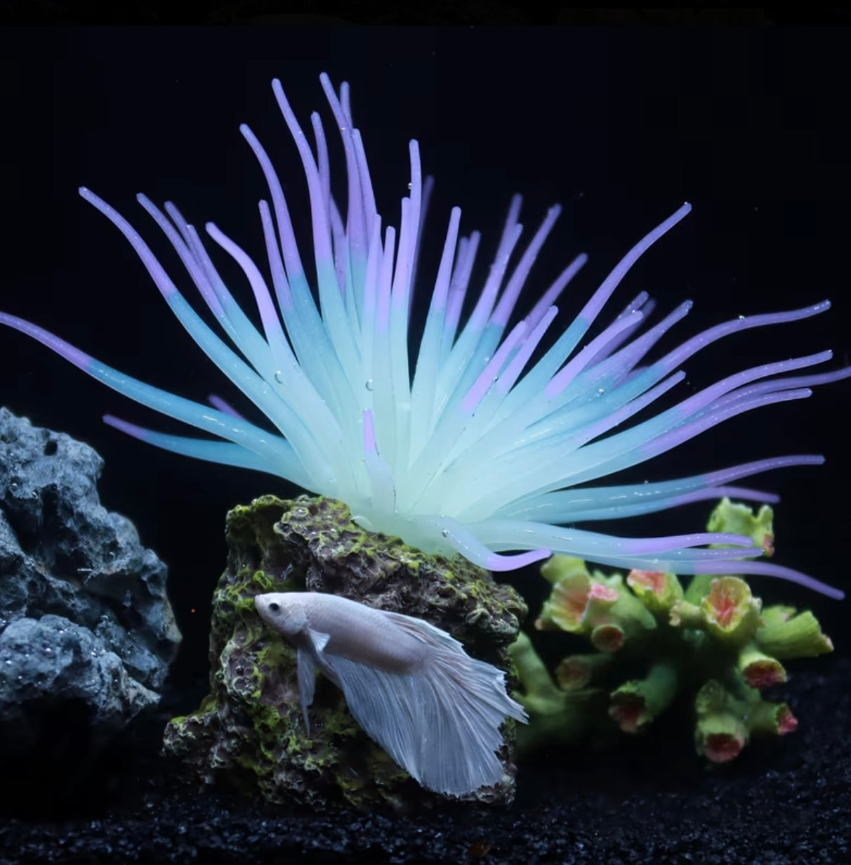 1 Pcs Fluorescent Anemone, Resin Base, Aquarium Decoration