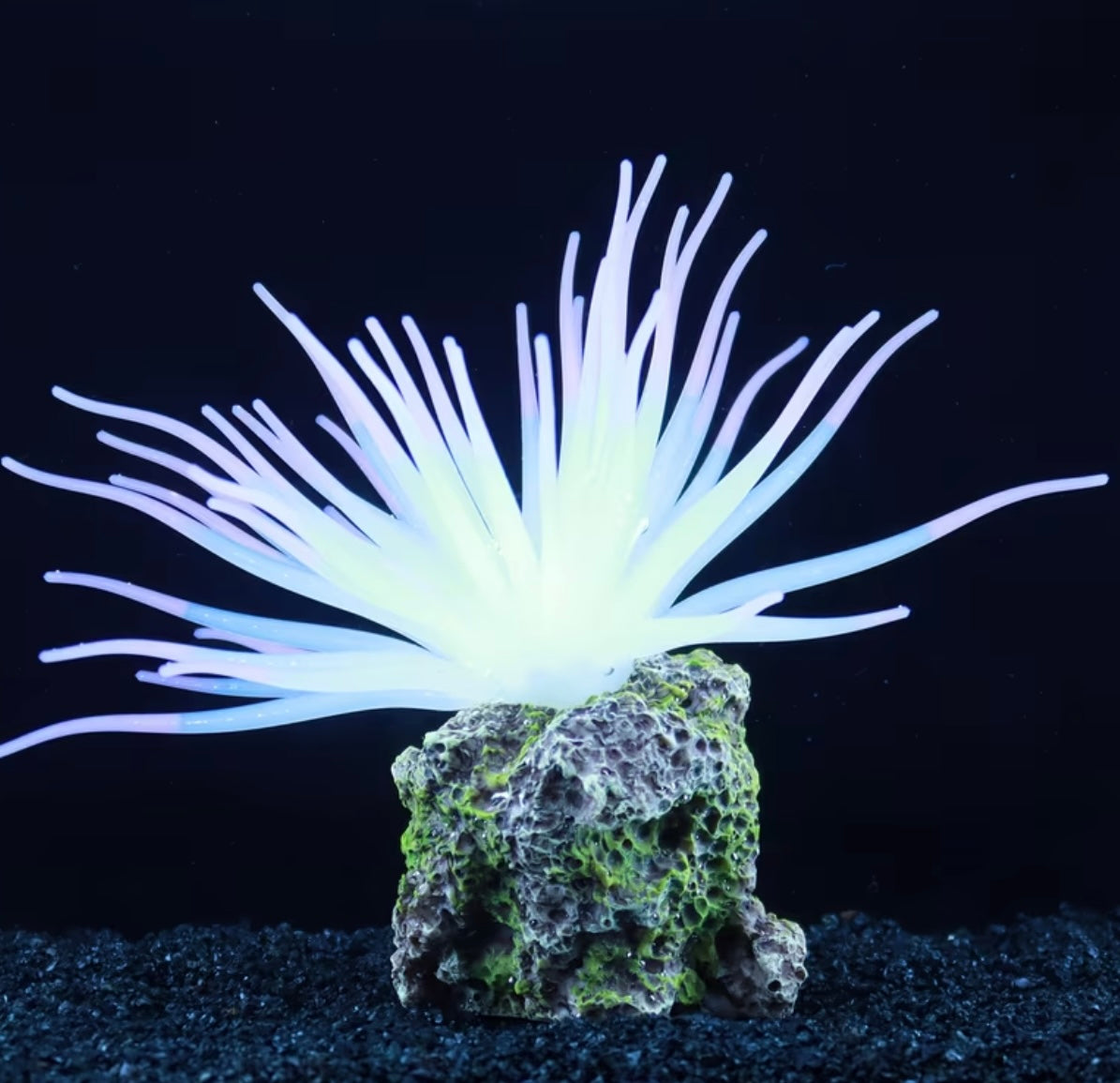1 Pcs Fluorescent Anemone, Resin Base, Aquarium Decoration